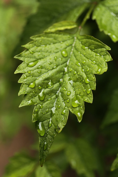 Green fresh leaf - Valokuva, kuva