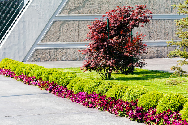 Червоний японський клен, оточений травою і квітами. - Фото, зображення