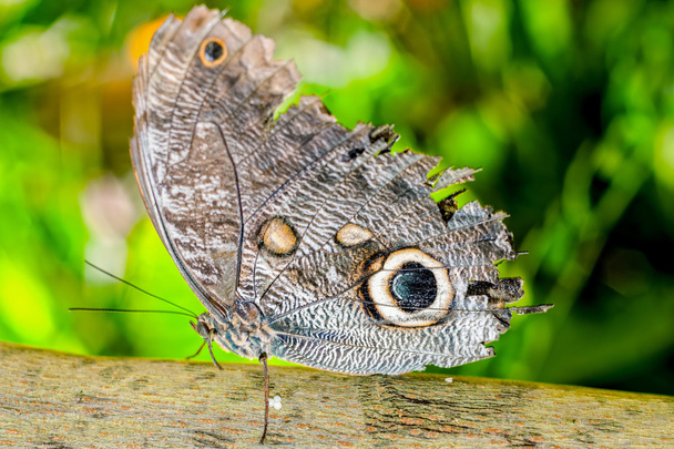 Гигантский Caligo Оилей бабочка - Фото, изображение