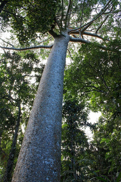Queensland Kauri in Kuranda - Photo, Image