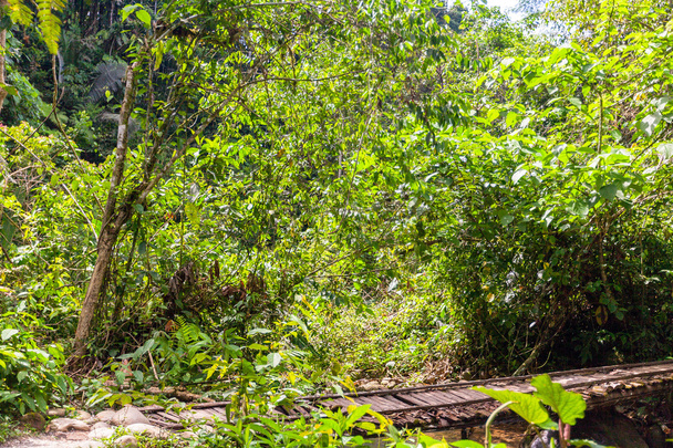 Plantes dans la jungle amazonienne
 - Photo, image