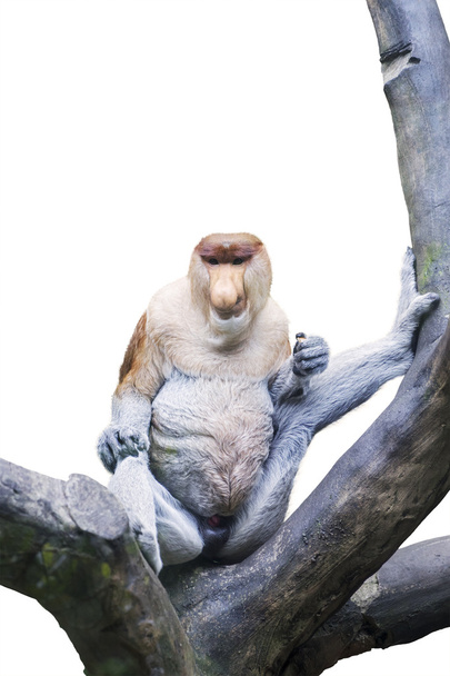 Proboscis monkey on the tree isolated - Foto, afbeelding