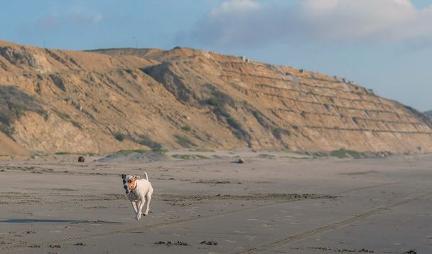 Jack Russell Terrier Hündin erwachsener Hund - Foto, Bild