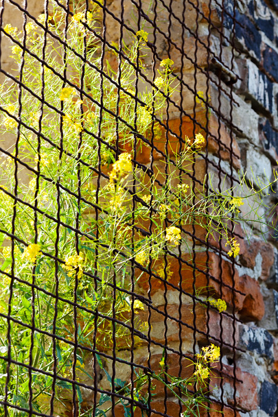 metalen hekken voor terrassen en binnenplaatsen begroeide planten, ondiepe velddiepte - Foto, afbeelding