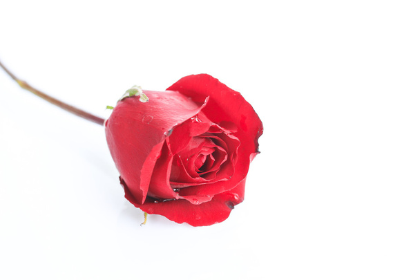červená růže bílé pozadí - Fotografie, Obrázek