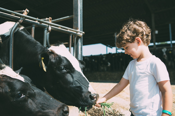 Happy kid feeding cows - Zdjęcie, obraz