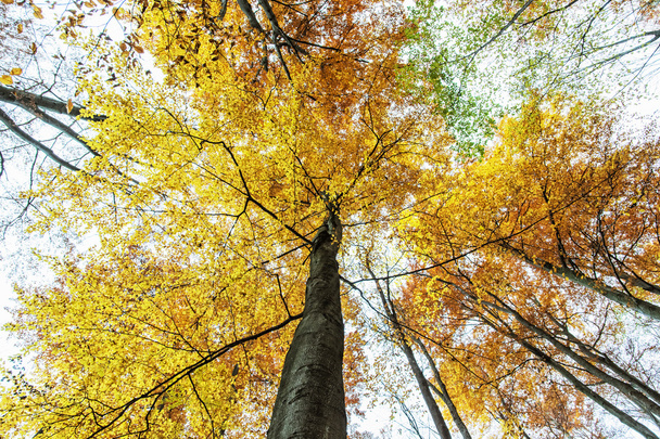 Grandes árvores amarelas, outono cena natural
 - Foto, Imagem