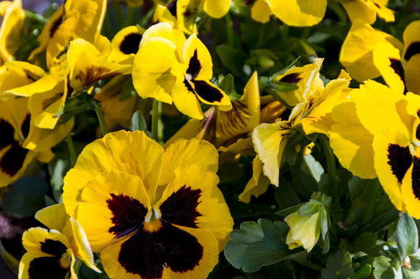 Fleurs printanières dans le jardin - Belle scène de printemps ou de Pâques
 - Photo, image