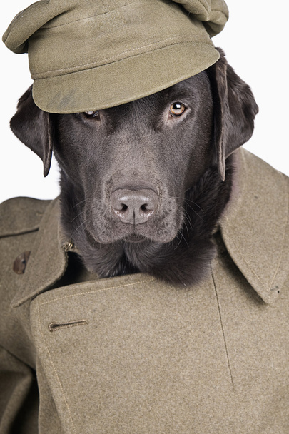 Labrador w jednolitej armii - Zdjęcie, obraz
