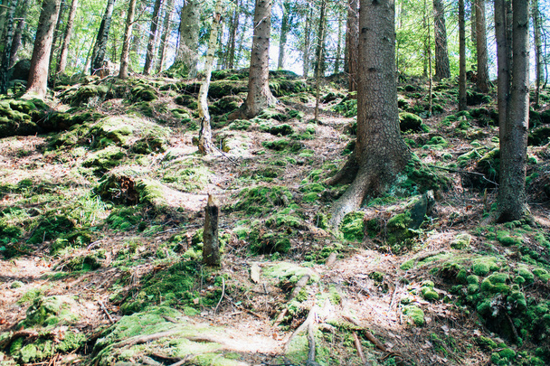 Dense forest in the mountains - Foto, Bild