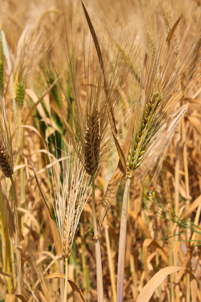 Ripe wheat - Φωτογραφία, εικόνα
