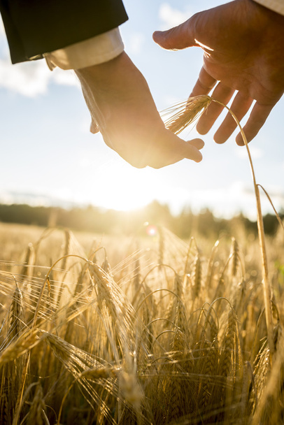 Empresario cultivando una espiga de trigo en maduración
 - Foto, imagen
