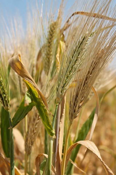 Ripe wheat - Fotó, kép