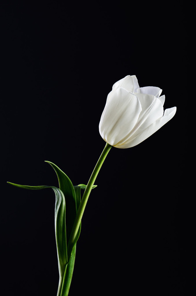 single white tulip on a black background. vertical. space for te - 写真・画像