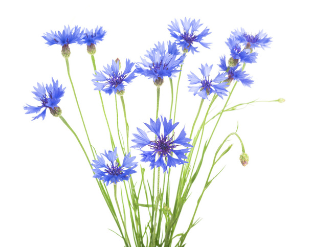 Beautiful blue cornflowers - Foto, afbeelding