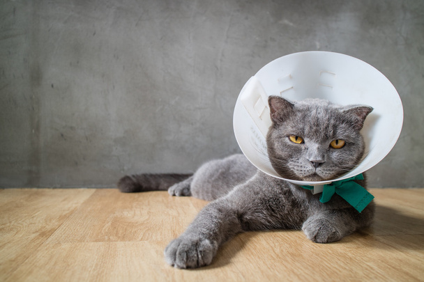 sick cat with funnel cone collar prevent him scratch his ear,british short hair cat - Photo, Image