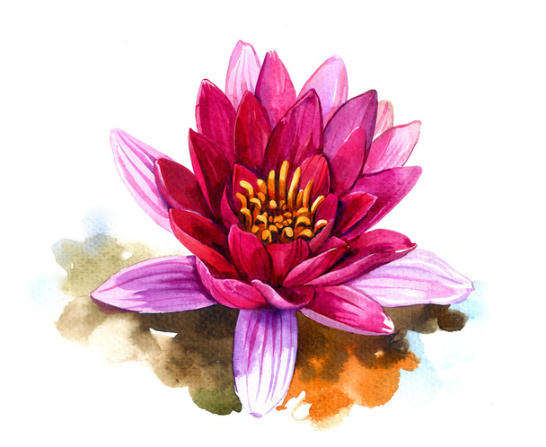 Kırmızı lotus 2 - Fotoğraf, Görsel