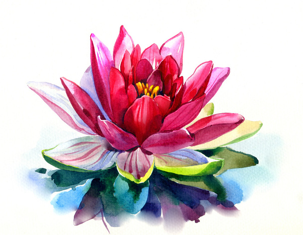 Red lotus 1 - Fotografie, Obrázek