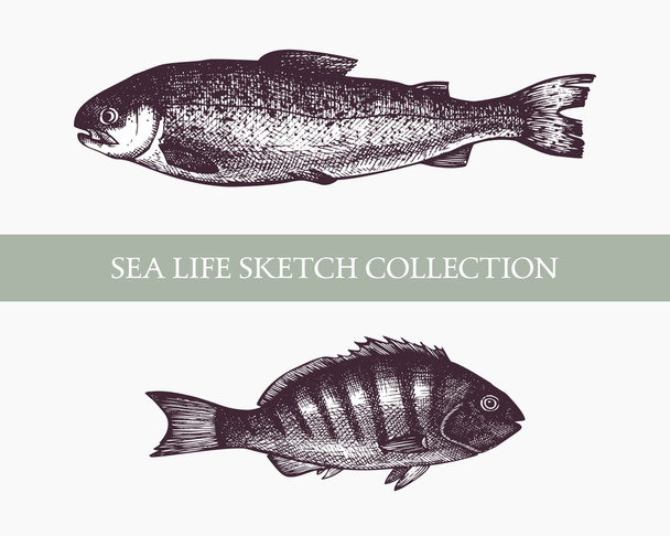 Hand drawn Fish sketch  - Vector, imagen