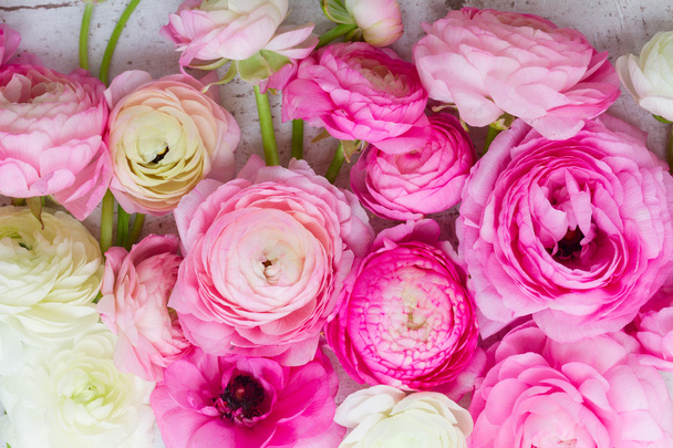 Pink and white ranunculus flowers - Photo, Image