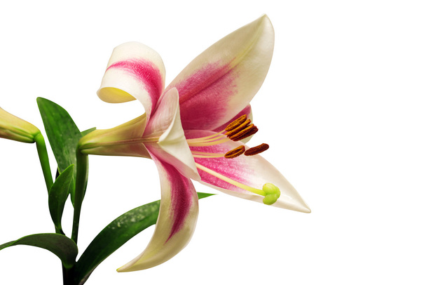 Pink tubular lily  - Zdjęcie, obraz