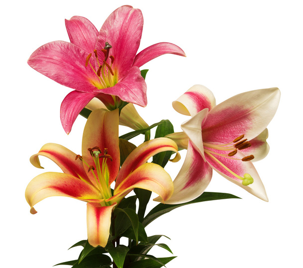 boeket van lily bloemen  - Foto, afbeelding