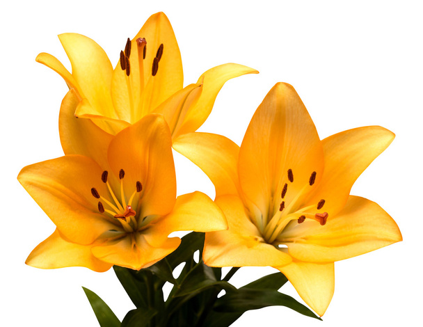 Bouquet de lys jaunes
  - Photo, image