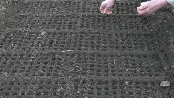 Чоловік саджає насіння в ґрунт. Прямі лінії круглих комірок у сирому сірому грунті
. - Кадри, відео