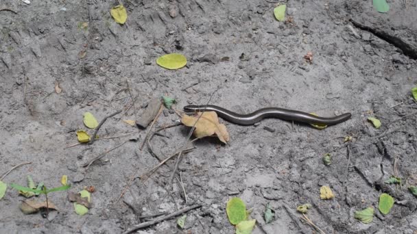 Gladde slang, Coronella austriaca in natuurlijke omgeving - Video