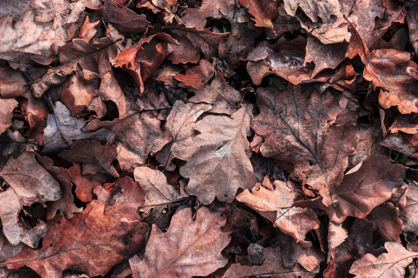 Fallen leaves background - Photo, Image