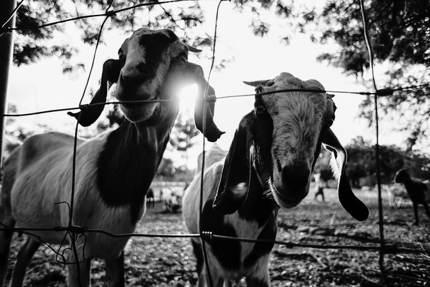Koza v paddock.closeup bílé kozy v paddocku farmy. Kozí portrét. černé a bílé vysoce kontrastní obrázek stylem paprsků - Fotografie, Obrázek