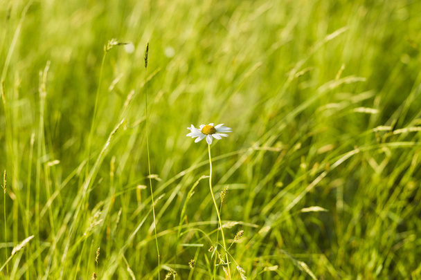 Wildflowers chamomile on a background of grass - Fotó, kép