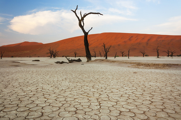 Мертвые деревья и красные дюны Соссусвлея
 - Фото, изображение