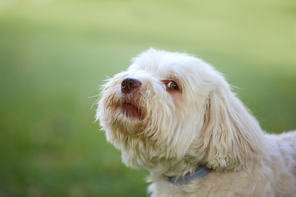 Havanese dog looking before barking - Fotografie, Obrázek