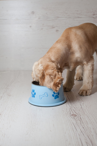 Спаниель ест собачий корм из своей миски
 - Фото, изображение