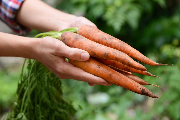 Woman holding carrots - 写真・画像