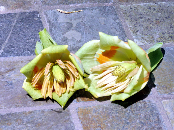 McLean dwa Liriodendron tulipifera kwiaty 2016  - Zdjęcie, obraz