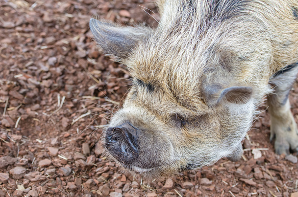 New Zealand Kunekune pig - Foto, imagen