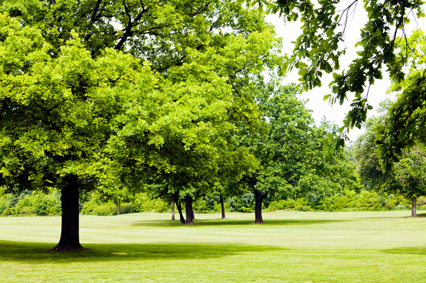 Hermoso césped verde y árboles con hojas verdes
 - Foto, imagen