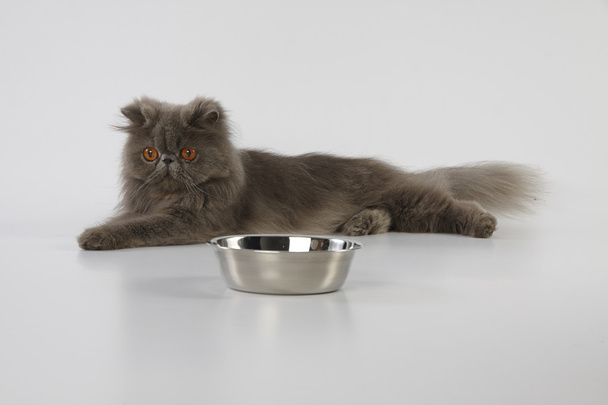 Blu gatto persiano posa su sfondo bianco con ciotola in acciaio inox
 - Foto, immagini