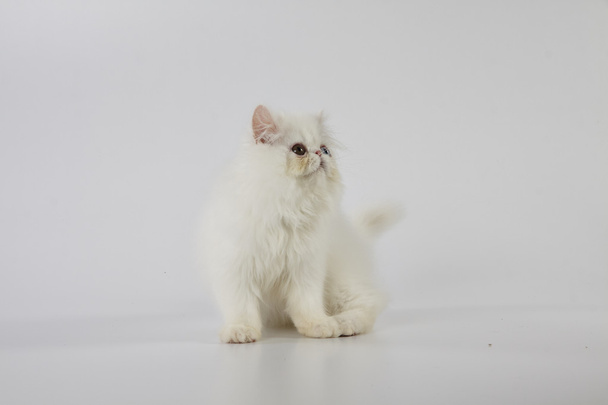 白い背景で遊ぶ奇妙な目の白いペルシャ子猫猫 - 写真・画像