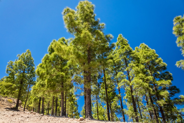 Tall green pines - Photo, Image