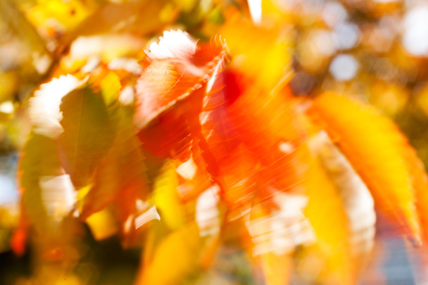 Абстрактне червоне і жовте листя на вітрі, розмите 100%
 - Фото, зображення
