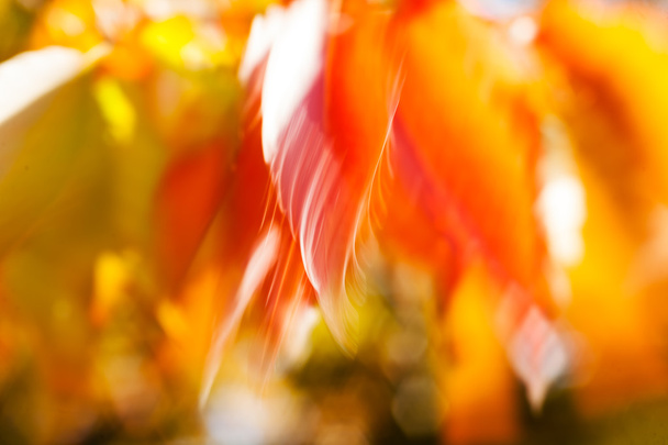 風の上で抽象的な赤と黄色の葉,ぼやけた100% - 写真・画像