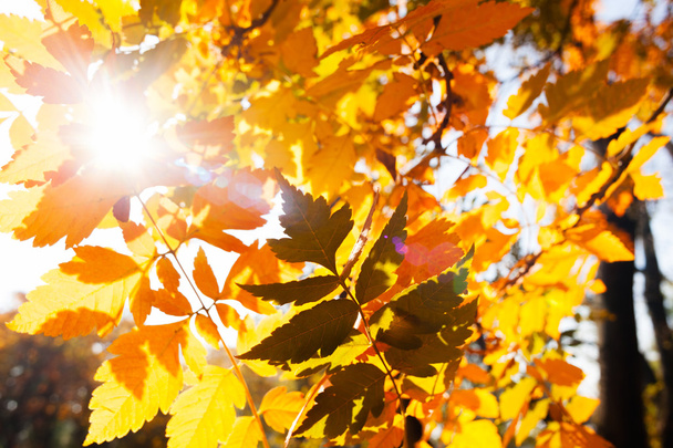 Ακτίνες του ήλιου μέσα από κλαδιά με χρυσά φύλλα - Φωτογραφία, εικόνα