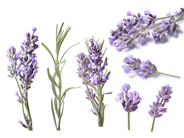 Kukkiva laventeli (Lavandula), leikkausreitit
 - Valokuva, kuva