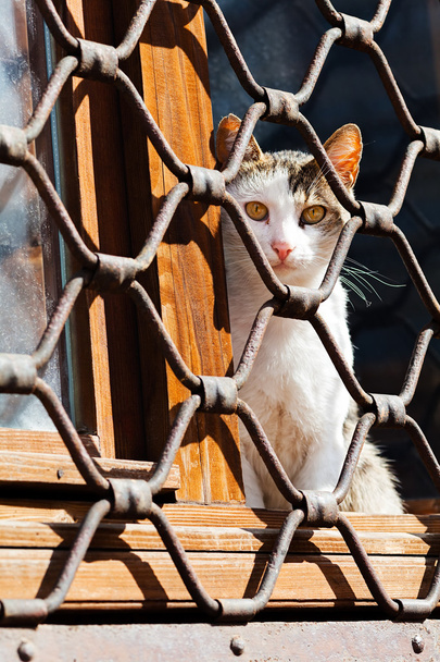 Кот, сидящий за железным забором
 - Фото, изображение