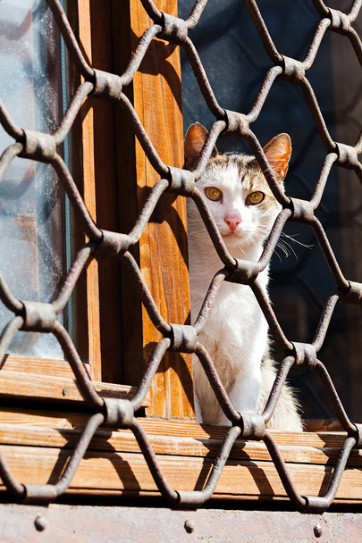 Macska ül az ablakon, mögött vas kerítés - Fotó, kép