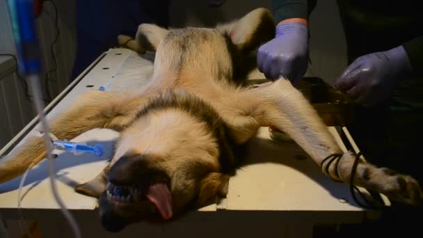 Hund auf dem Operationstisch, unter Narkose auf dem Rücken liegend - Filmmaterial, Video