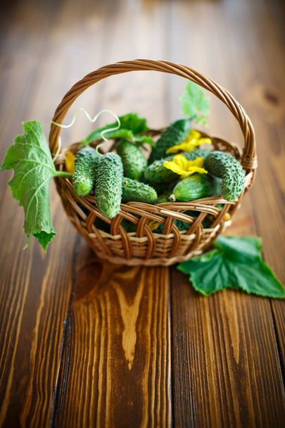 fresh organic cucumbers - Fotoğraf, Görsel
